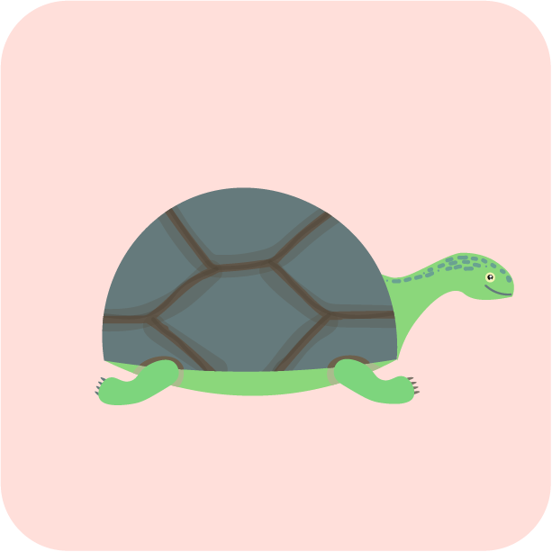 bruņurupucis (bruņurupuči).