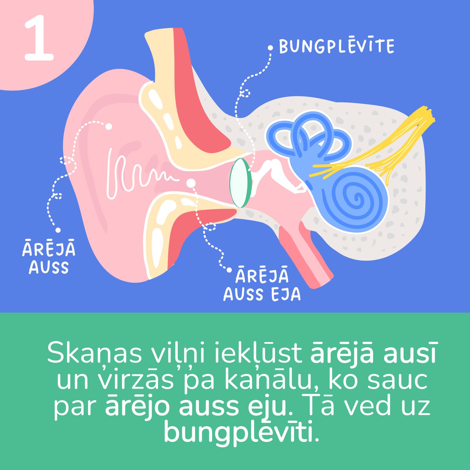 Ka_mes_dzirdam_fiziologija-01