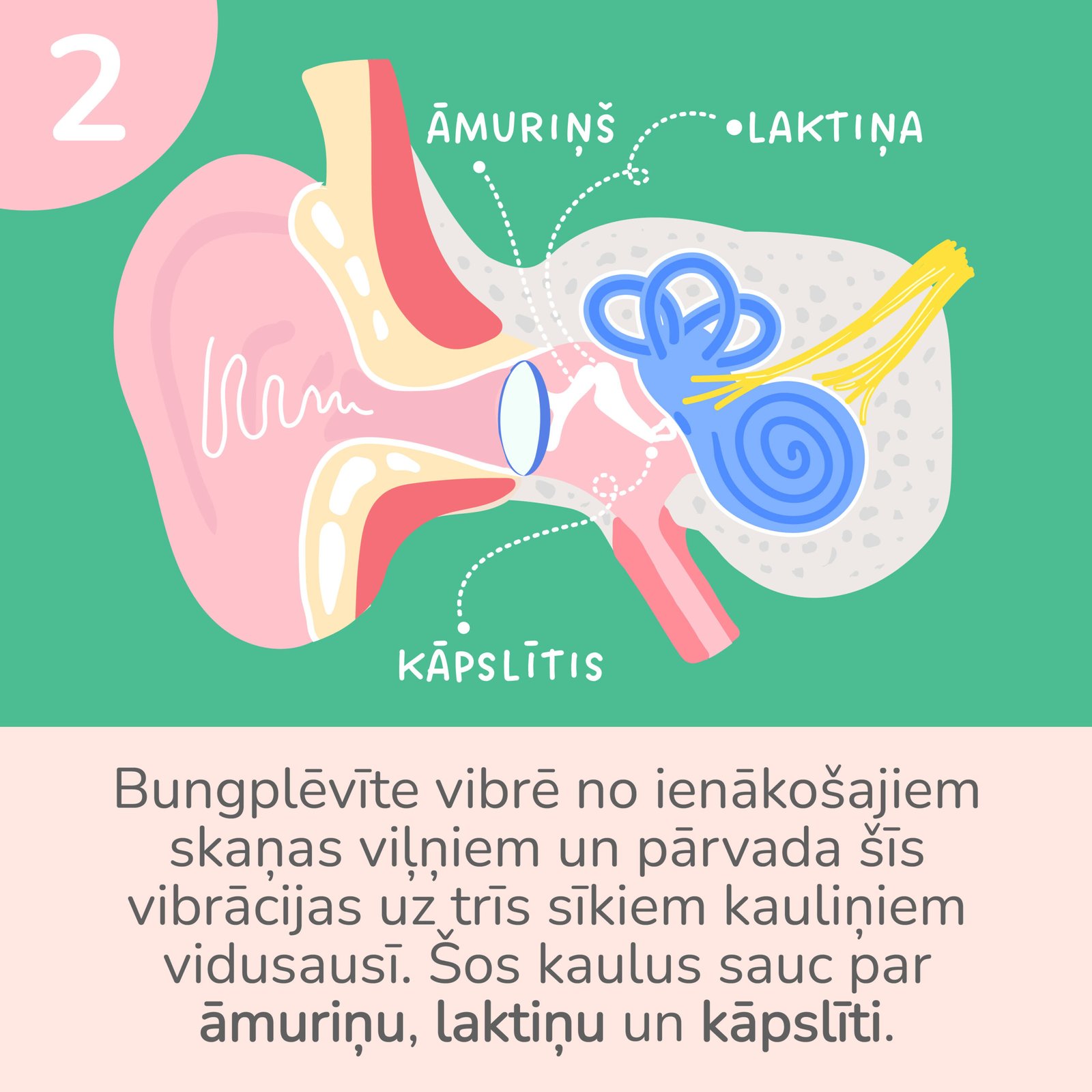 Ka_mes_dzirdam_fiziologija-02