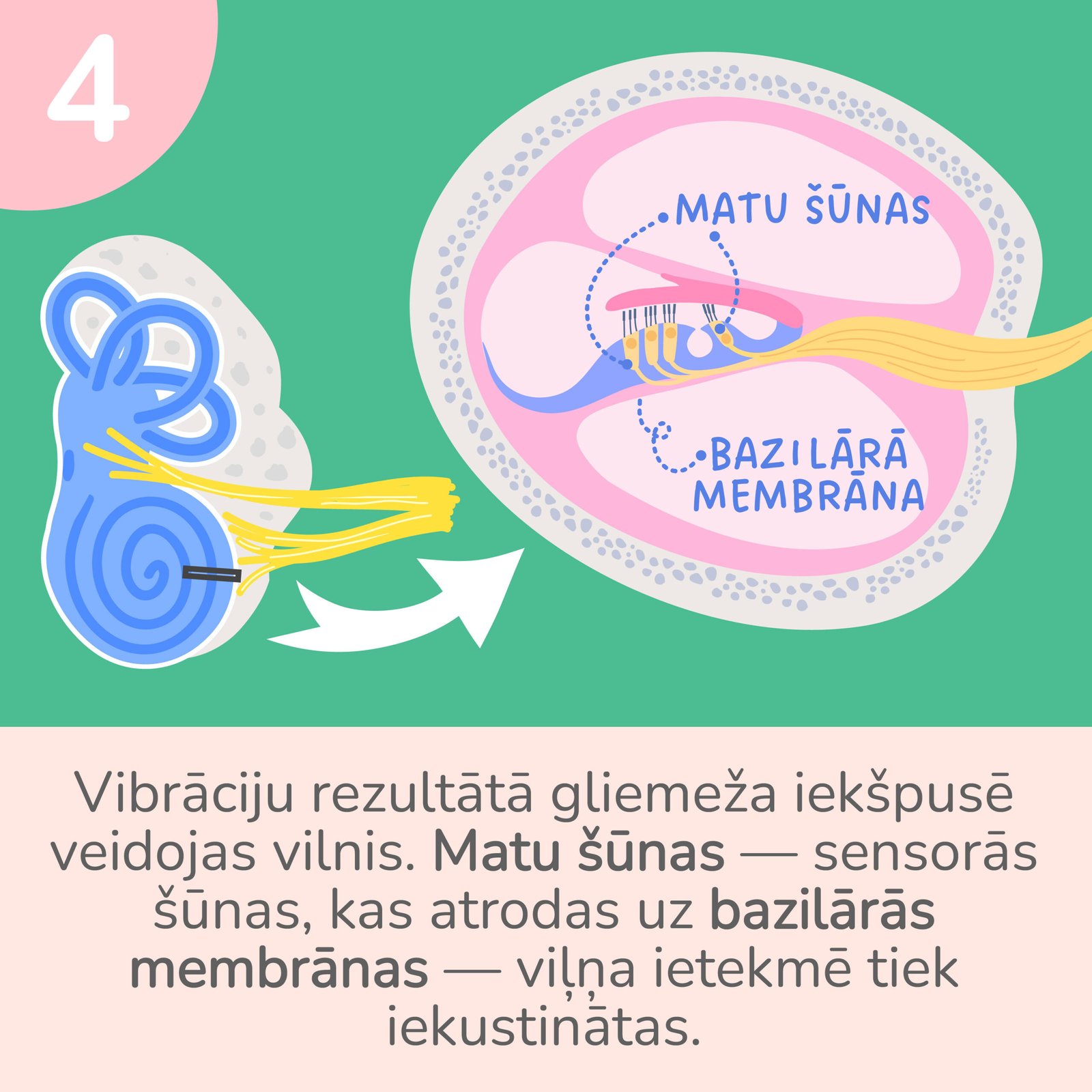 Ka_mes_dzirdam_fiziologija-04