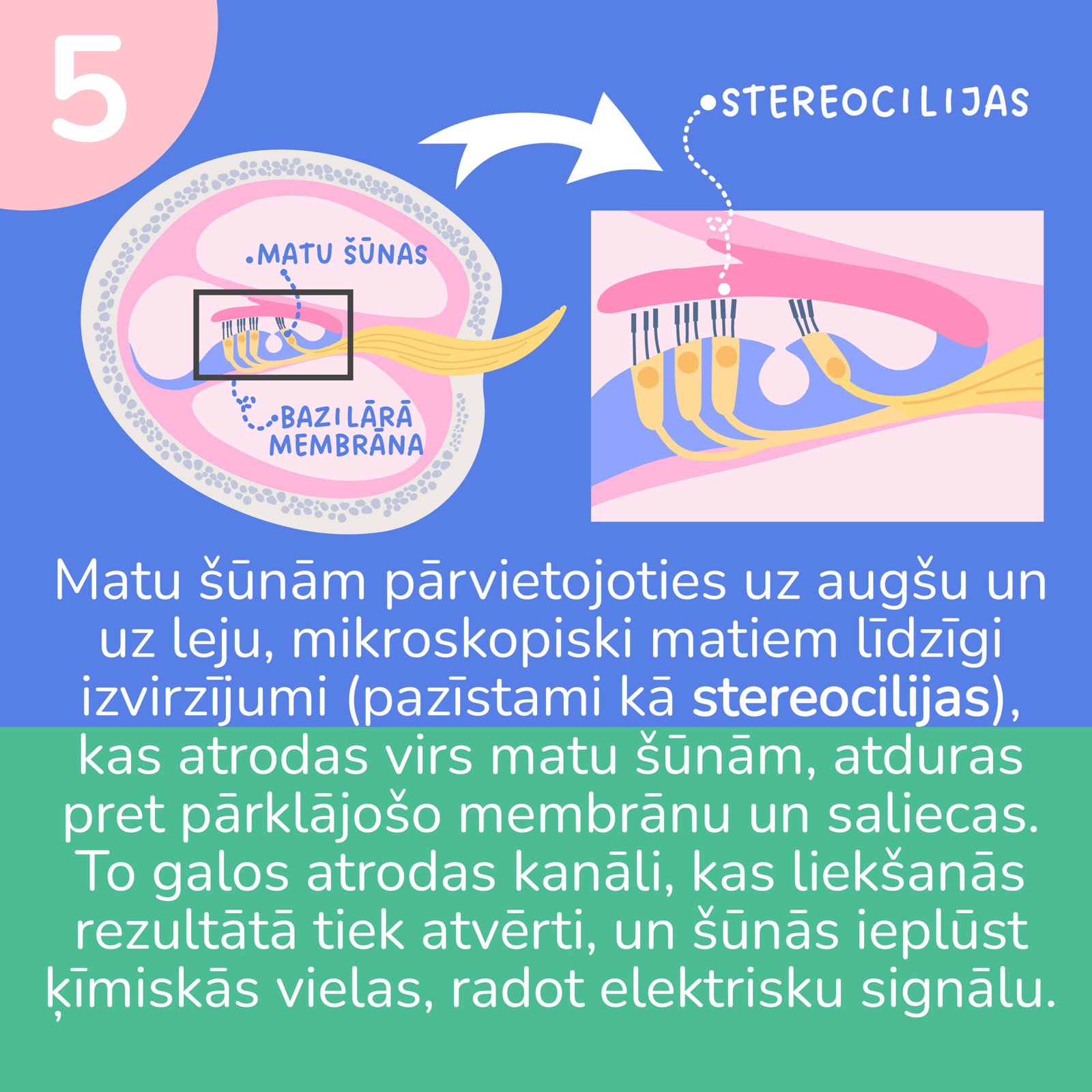 Ka_mes_dzirdam_fiziologija-05