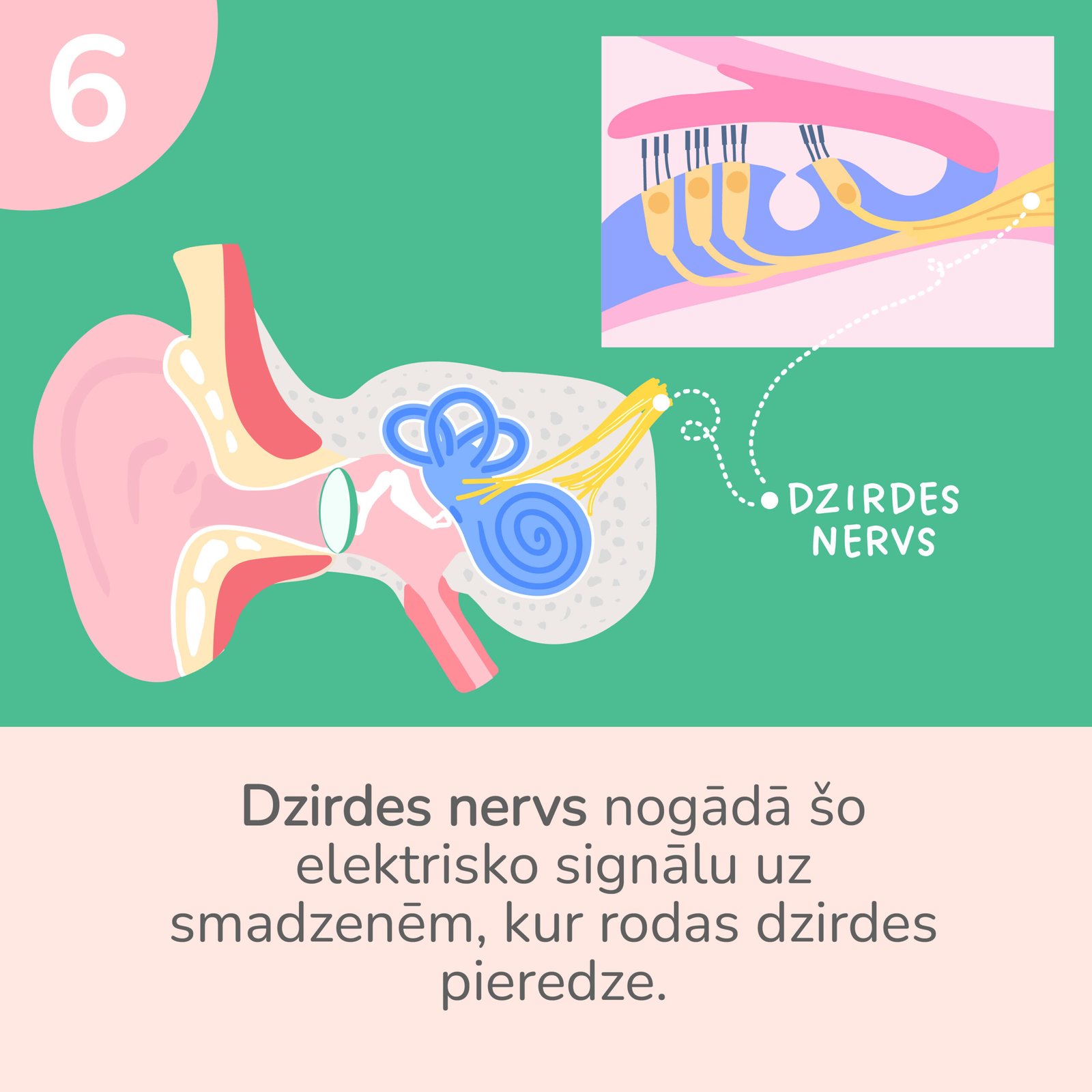 Ka_mes_dzirdam_fiziologija-06